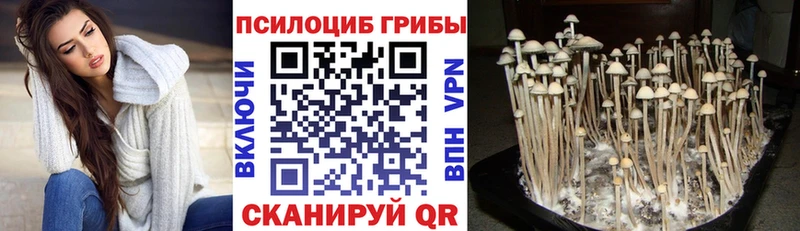 купить   Талица  Галлюциногенные грибы Cubensis 